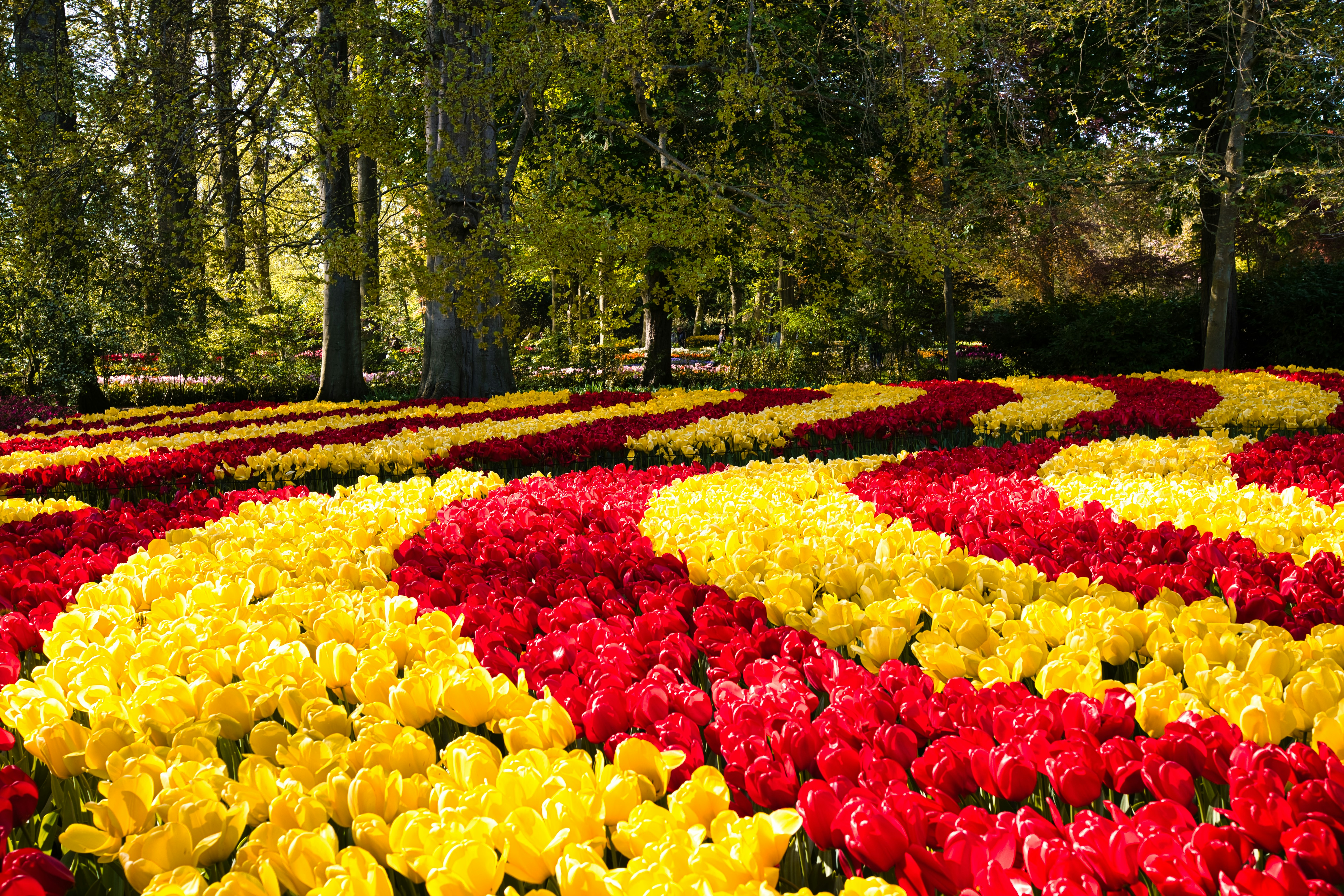 Pavasaris Beļģijā un Holandē: Keukenhofas ziedu burvība